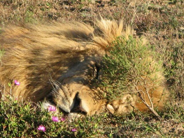 Addo Gateway Lodge Colchester Eksteriør billede