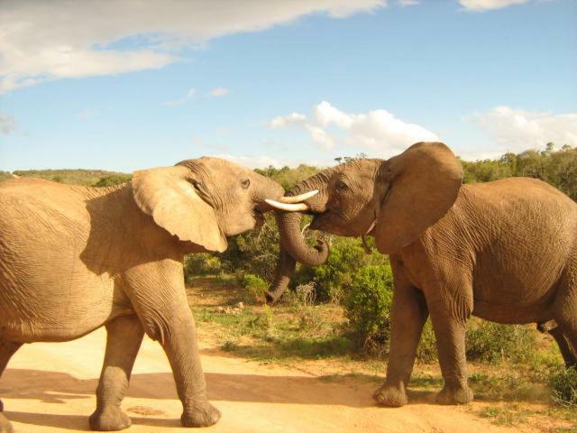 Addo Gateway Lodge Colchester Eksteriør billede